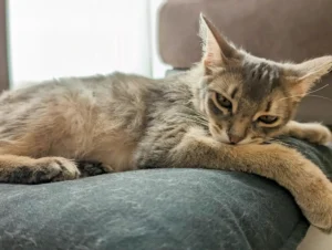 猫でもできる！？びっくりするくらい簡単に稼ぐ方法　ねこですわんわん